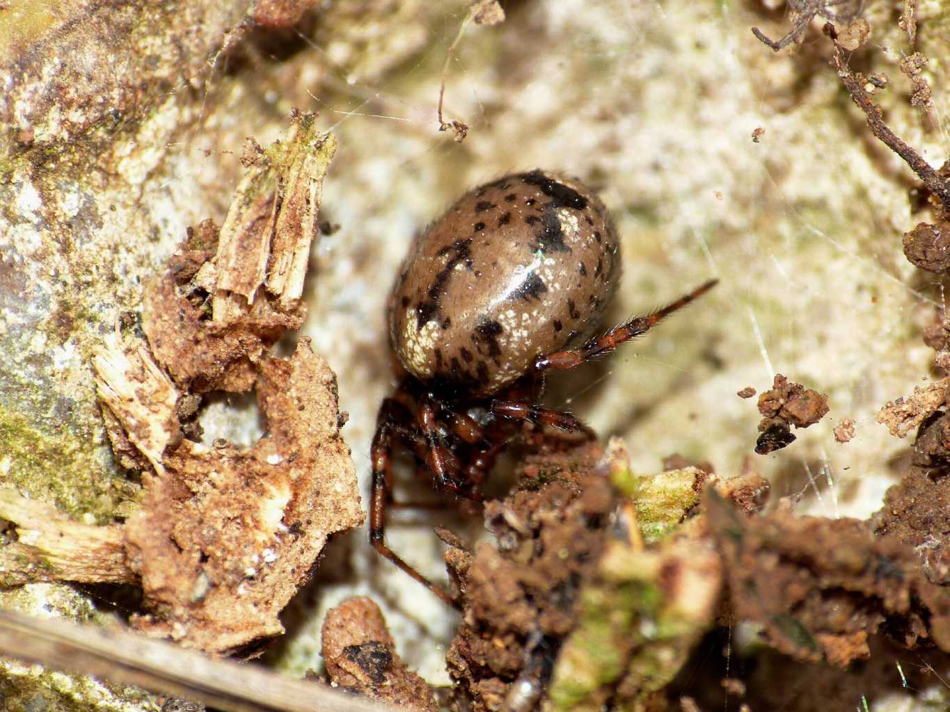 Femmina di Enoplognatha cf. mandibularis  - Roma